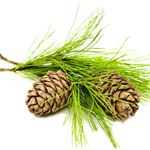 Cedarwood Essential Oil