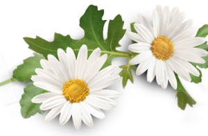 Chamomile Essential Oil