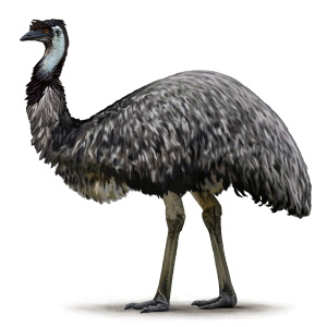 Emu Essential Oil