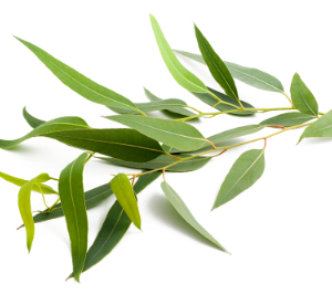Eucalyptus Essential Oil