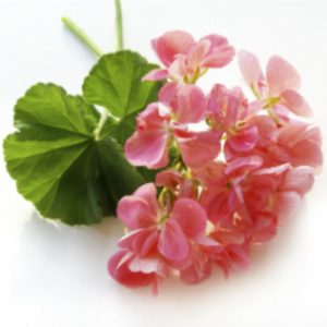 Geranium Essential Oil