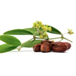 Jojoba Essential Oil