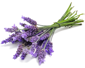 Lavender Essential Oil