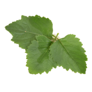 Patchouli Essential Oil