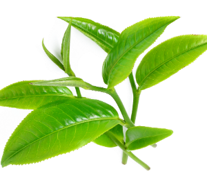 Tea Tree Essential Oil